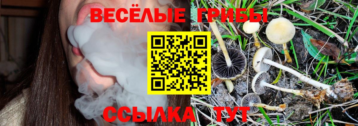Галлюциногенные грибы Psilocybe  Родники 